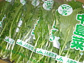 石川県産からし菜