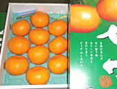 石川県産中島菜